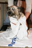 SECHAGE - SKYE TERRIER 031